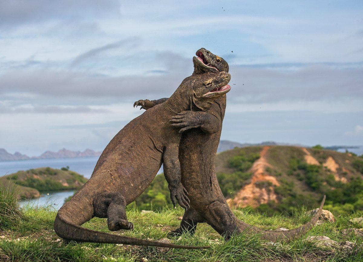 Komodo Dragons