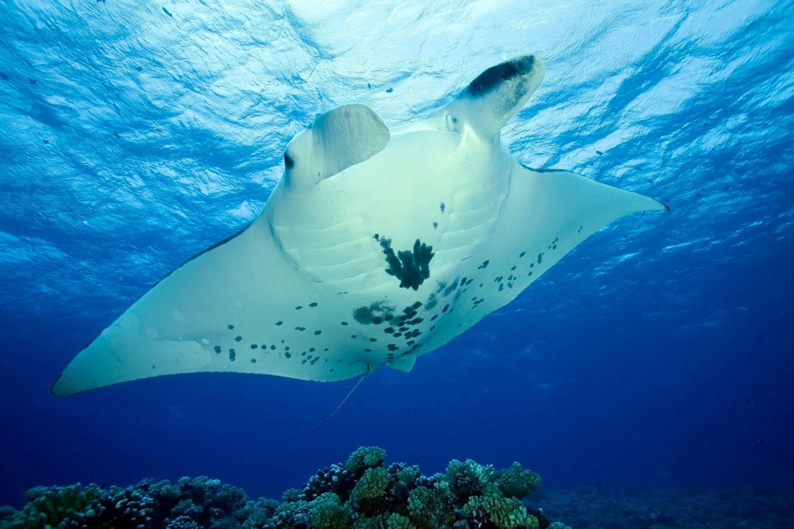 Manta Rays