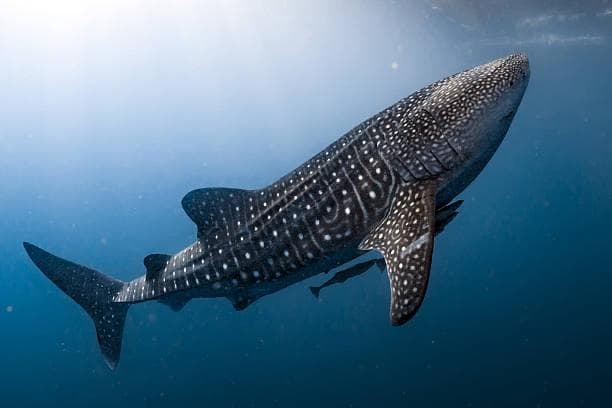 Whale Sharks